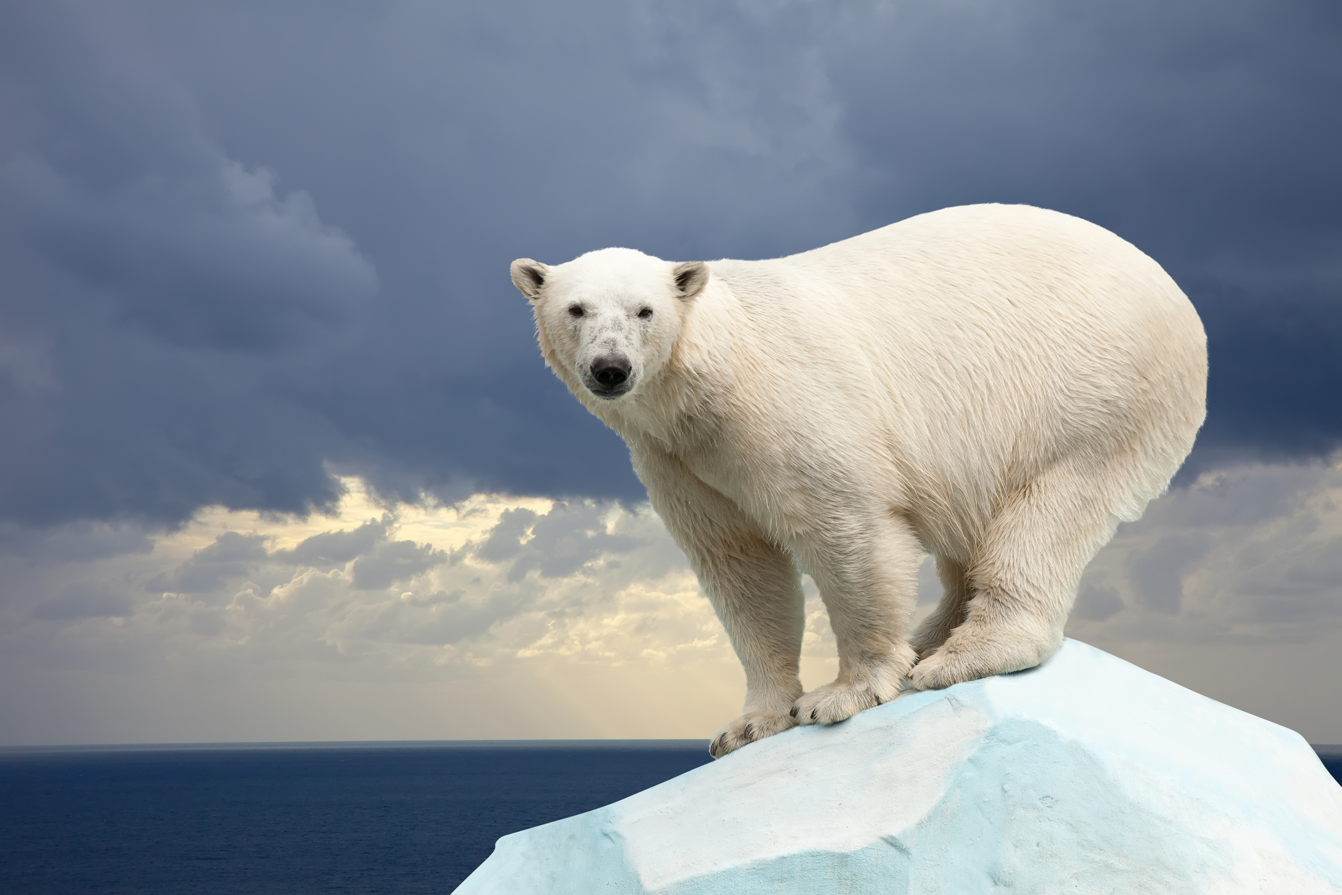 Visão  Urso-polar: o guerreiro do gelo