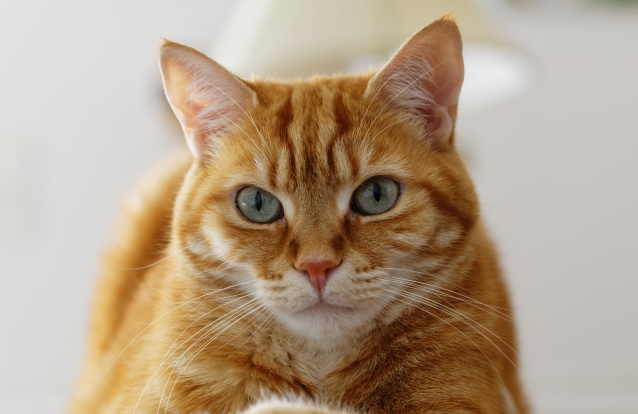 Quatro curiosidades sobre os gatos laranjas