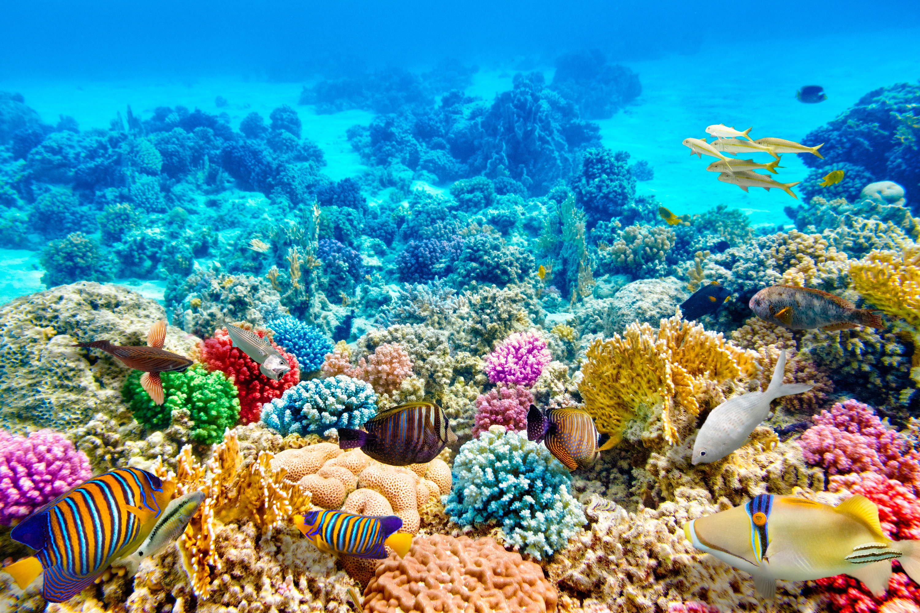 Mundo Animal, Coral Azul da Malásia. 