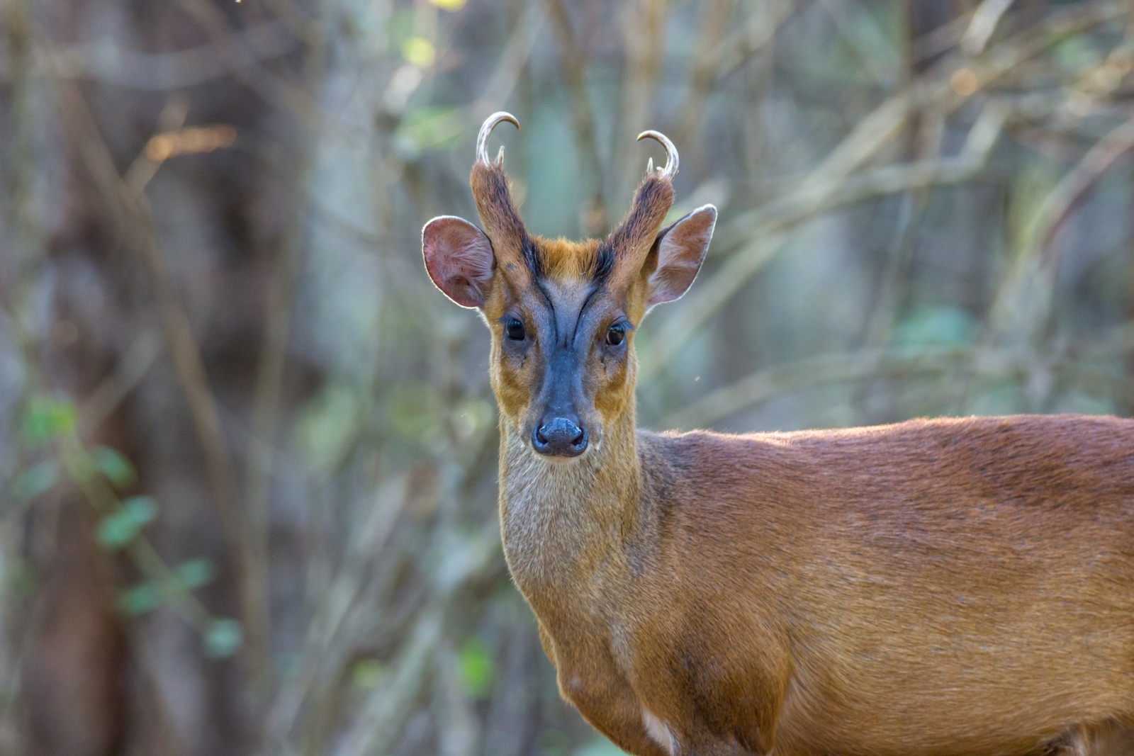 Que animal é o BAMBI, da Disney? - Características, habitat e alimentação