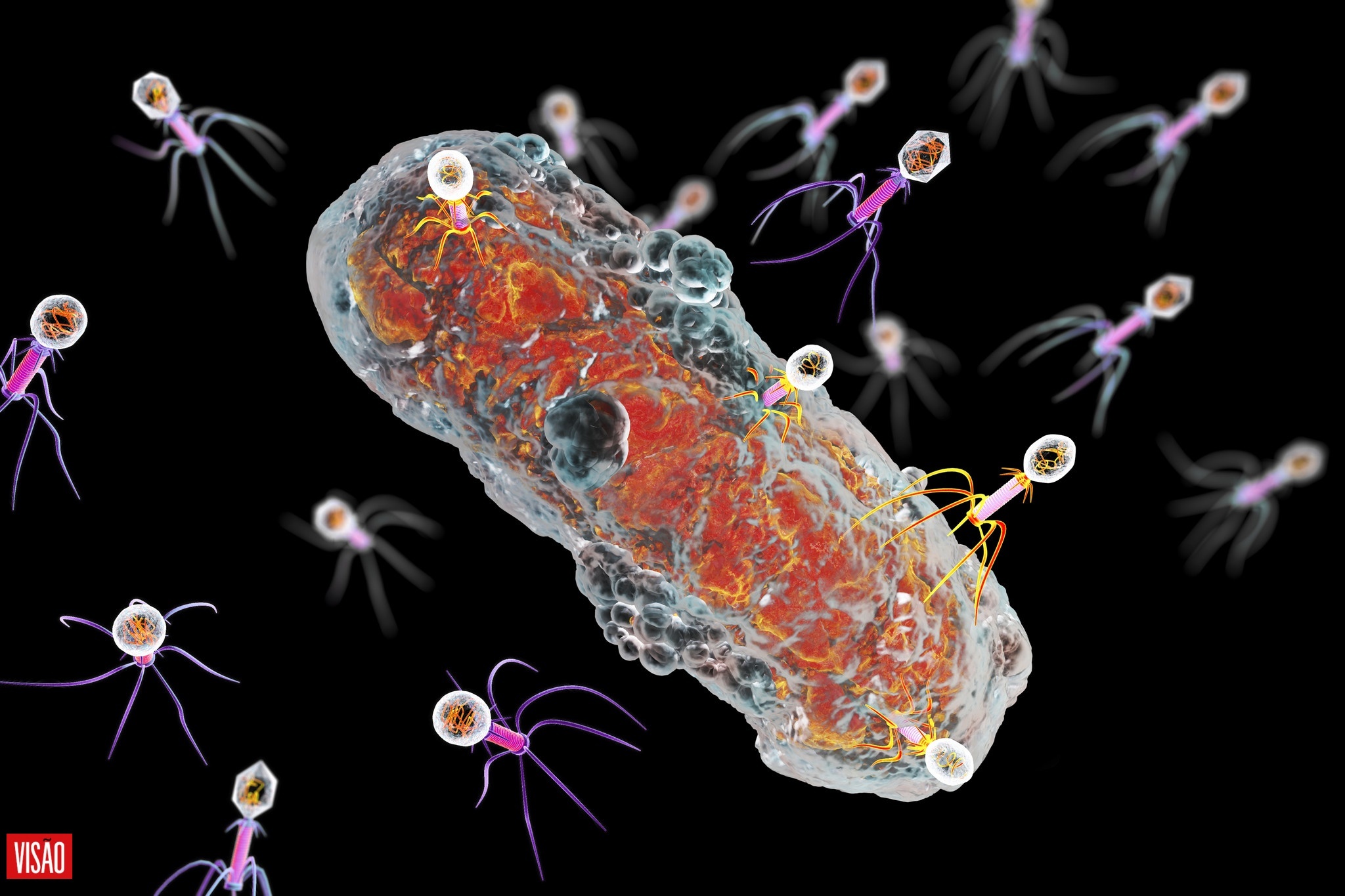 жизненный цикл бактериофага схема. бактериофаги пожиратели бактерий. бактериофаги пожиратели бактерий. бактериофаг под микроскопом. симбиоз бактерий и вирусов.
