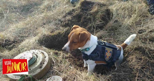 Cão das forças especiais francesas é condecorado com medalha