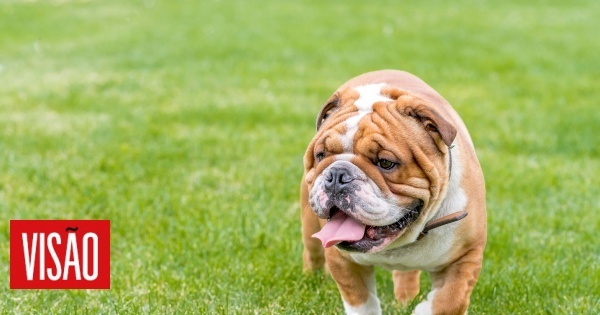 Não comprem Bulldogs, pedem veterinários: O que para o dono é fofo, para o cão é uma 