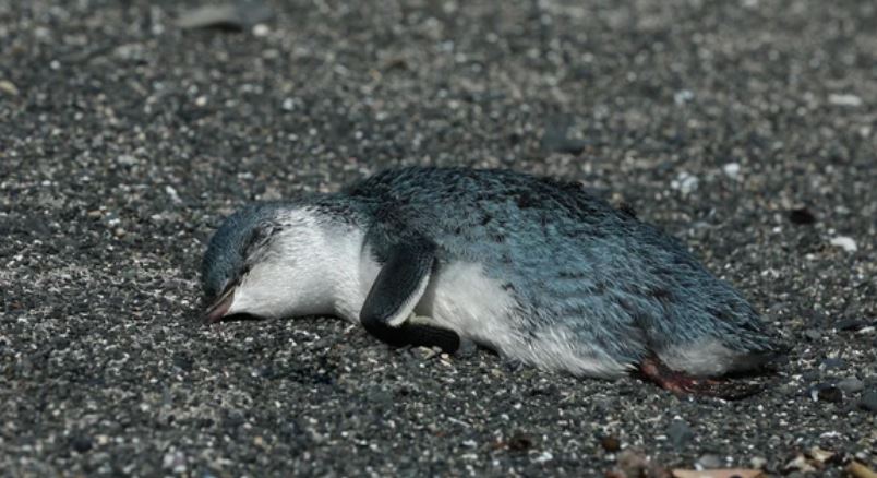 Exame Informática | Revelada a causa da morte de centenas de pinguins que  deram à costa na Nova Zelândia