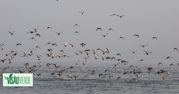 Aves migratórias em declínio pela ação do Homem e alterações climáticas, segundo um estudo