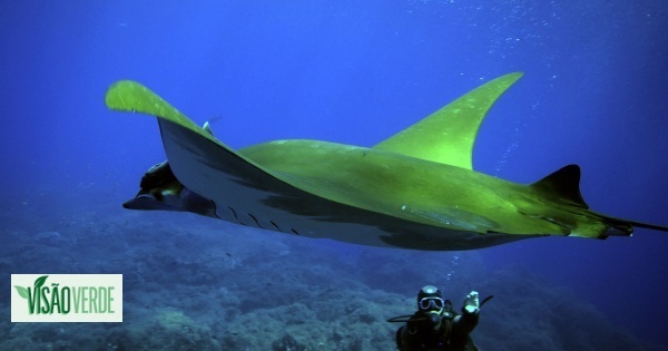 Tubarões e raias passam mais de 95% do tempo a 250 metros de profundidade