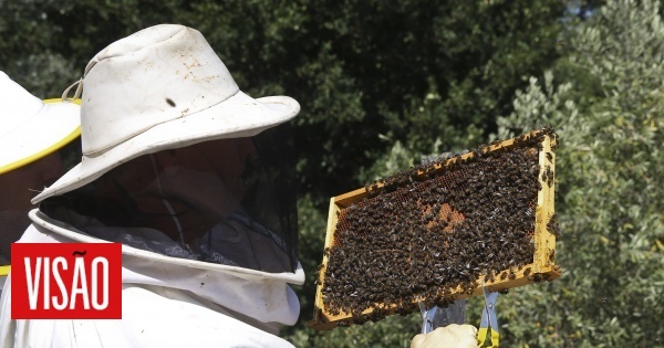 Anos consecutivos de baixas produções preocupam apicultores de Vila Pouca de Aguiar