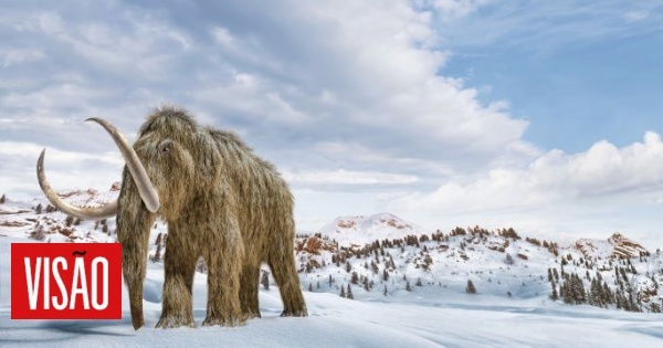 Ciência: A corrida para trazer de volta os mamutes