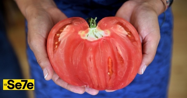 C'est le mois de la tomate cœur de taureau du Douro et Trás-os-Montes
