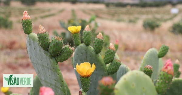 Drought: Câmara da Guarda stops watering 33% of the city's gardens to save water