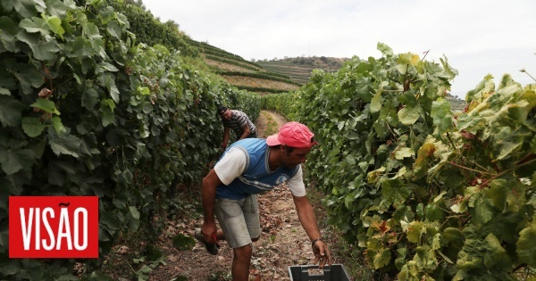 Vindouro em São João da Pesqueira bate recorde de produtores de vinho inscritos