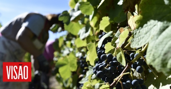 The platform helps Douro wine growers manage the effects of climate change