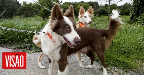 Criadores de cão do barrocal algarvio querem reconhecimento internacional da raça
