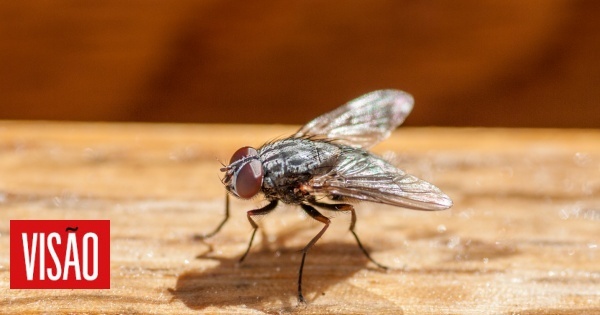 Estudo mostra porque devemos estar mais atentos às moscas domésticas e como podem pôr em perigo a nossa saúde