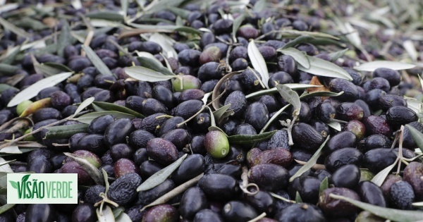 Abrantes farmers with little olive and honey warn of new realities