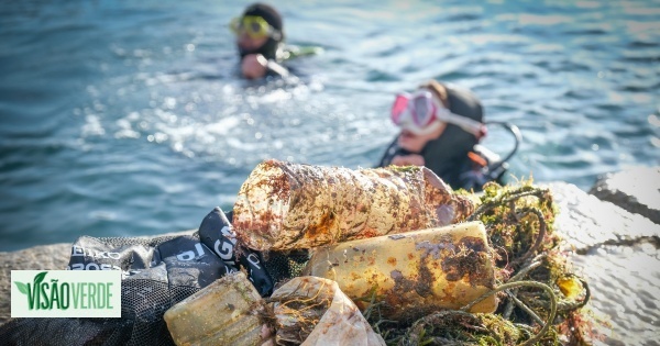 Centenas de mergulhadores em ação de limpeza em Sesimbra para tentar recorde do Guinness
