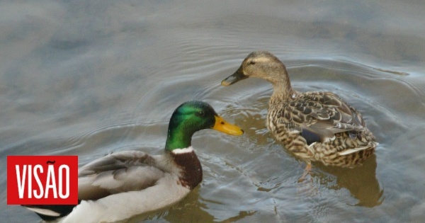 Bird flu detected in Santarém on a duck farm