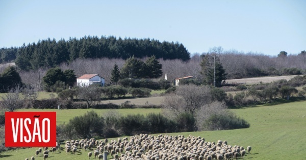 Global warming impacting shrubs and pastures in Serra da Estrela