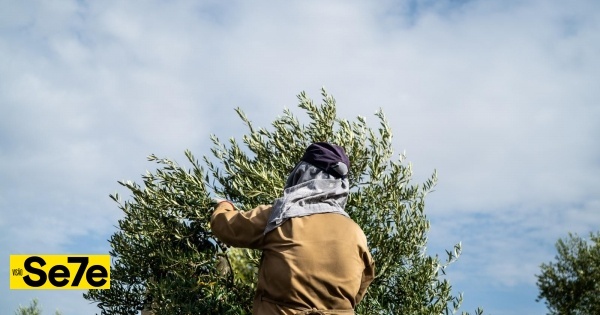 Voyagez dans le monde de l'huile d'olive, pour apprendre à apprécier le nectar d'olive