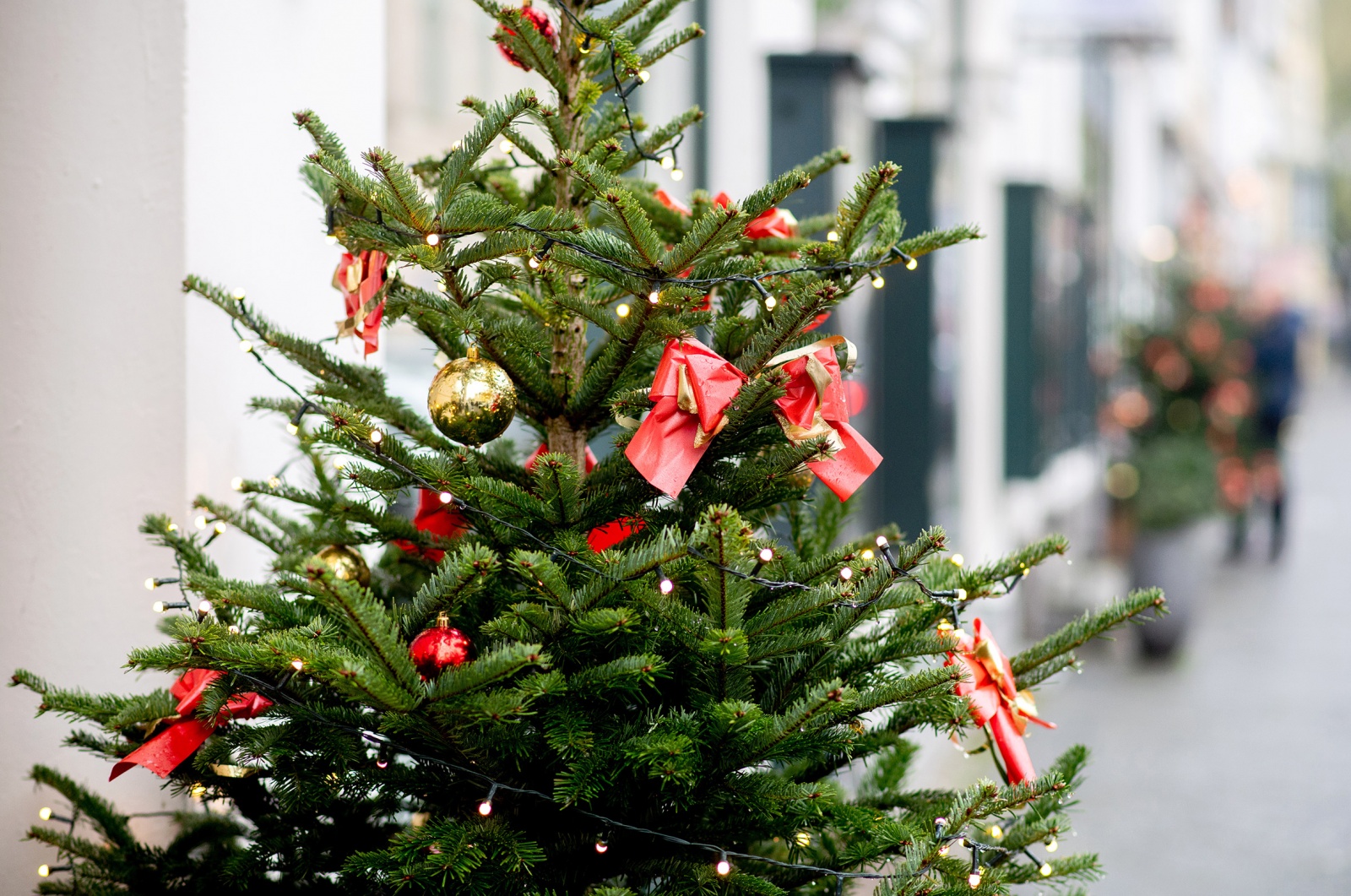 Visão | Pinheiro natural ou de plástico: Qual a árvore de Natal menos  prejudicial para o ambiente? Depende