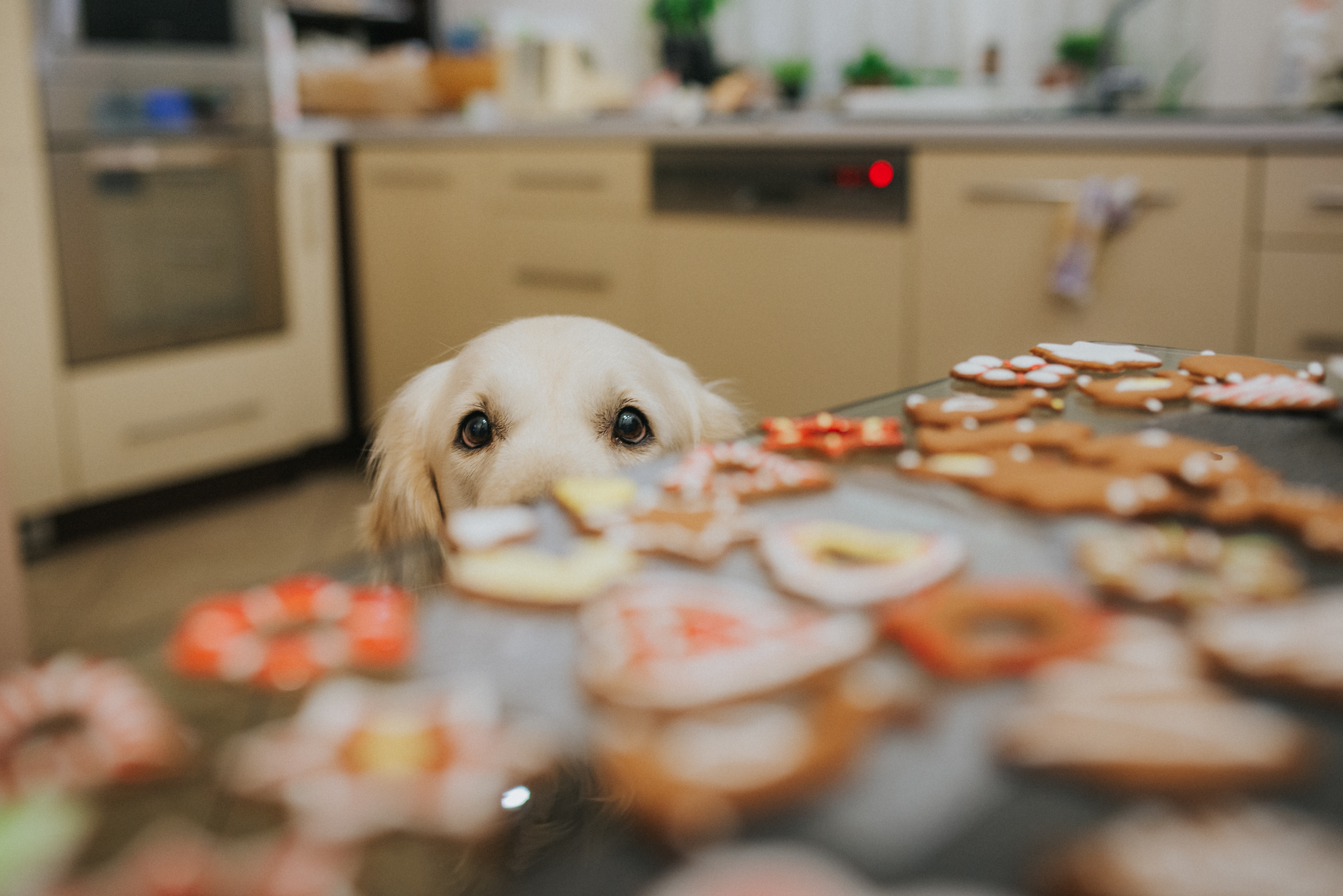 Como dois cachorros e doze crianças ficaram sem se molhar estando