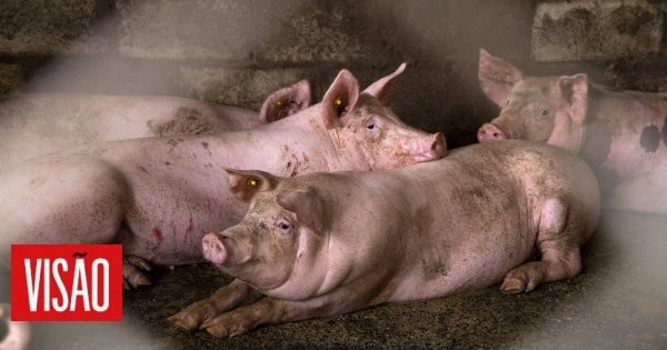 DGAV pede reforço de medidas contra peste suína após foco na Chéquia