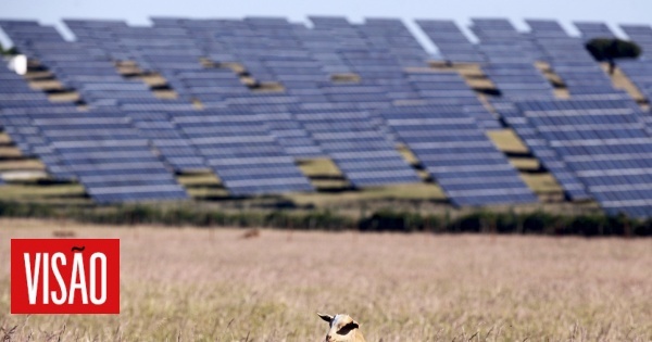 Iberdrola com licença ambiental para maior parque solar da Europa em Santiago do Cacém