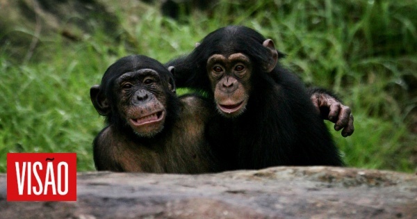 Na adolescência, chimpanzés e humanos exibem comportamentos semelhantes