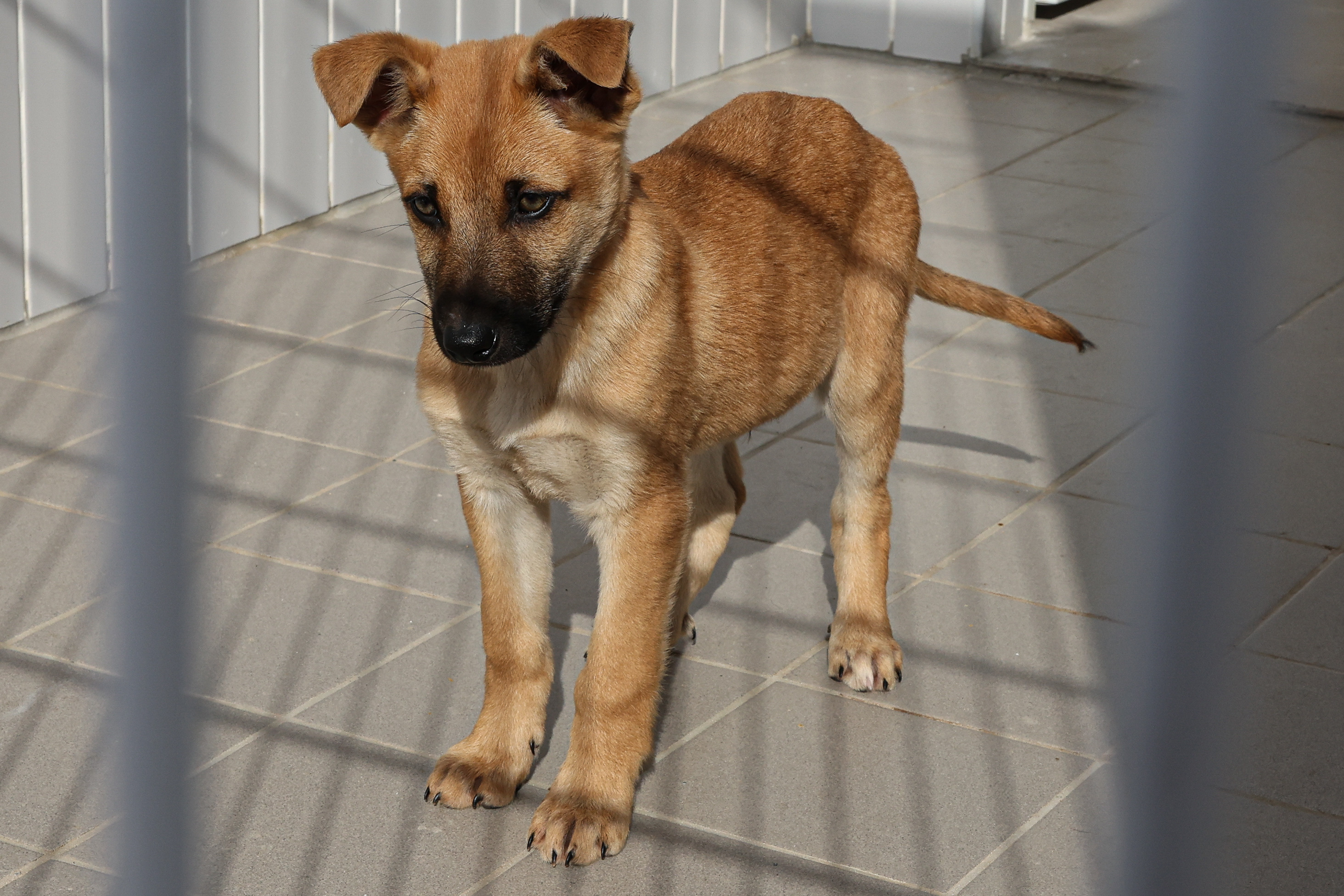 Música, cães, bolas: saiba o que não pode fazer na praia - SIC Notícias