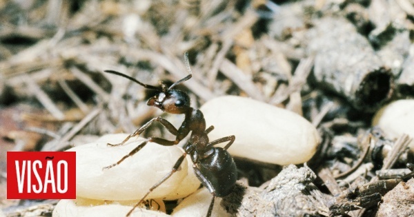 A espécie de formigas capaz de farejar cancro