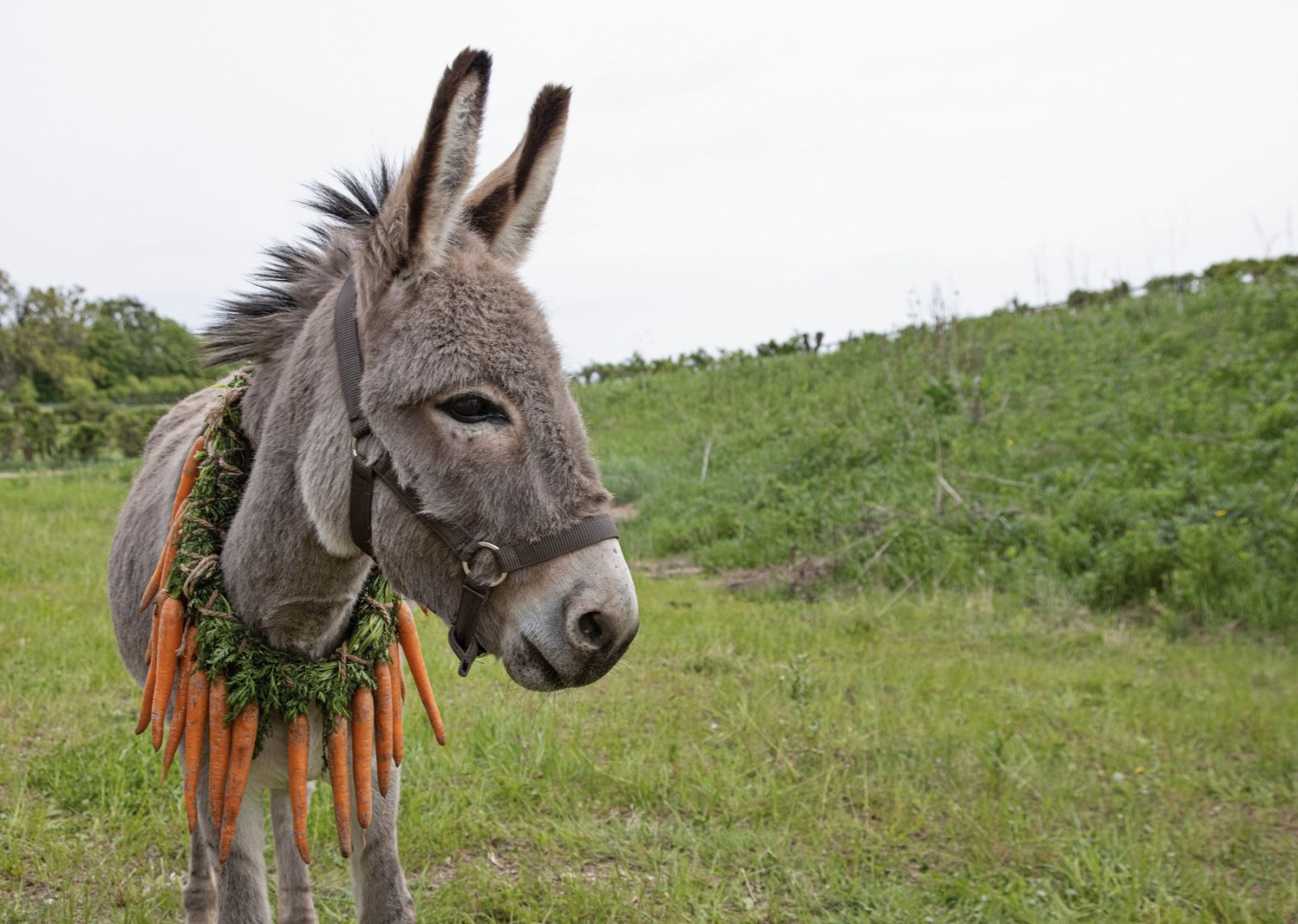 O ferreiro mais BURRO do mundo - JackSmith 