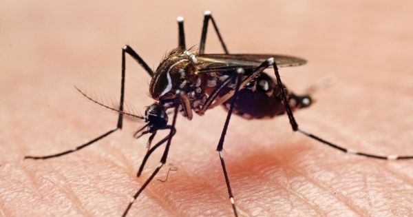 20% das mortes por anafilaxia devem-se a picadas de insetos