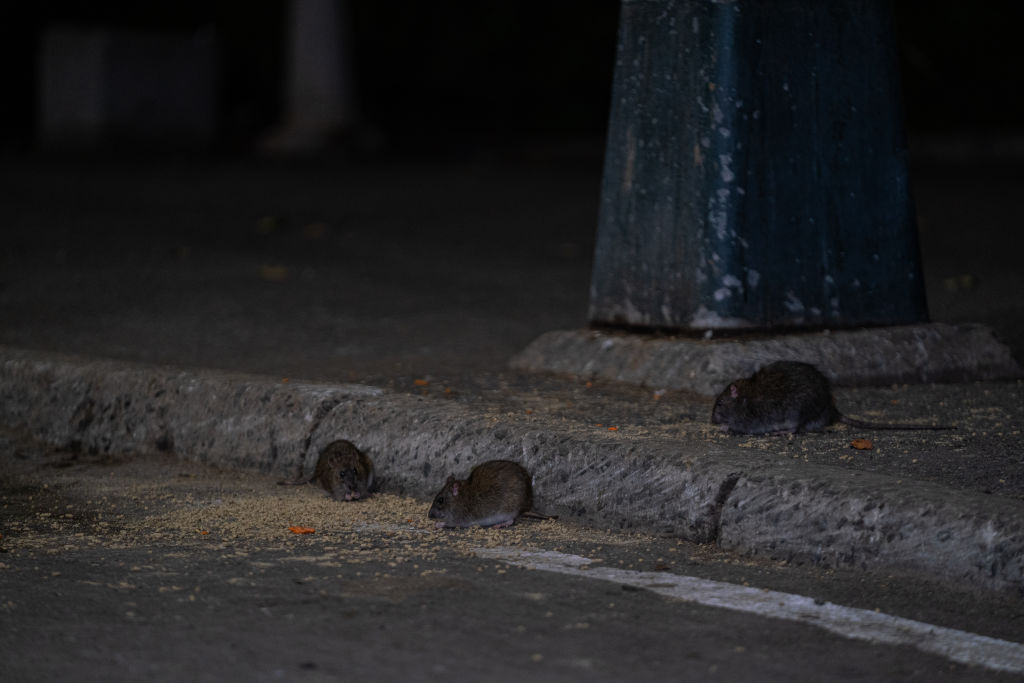 Infestação de ratos em Nova Iorque preocupa e afeta turismo e saúde