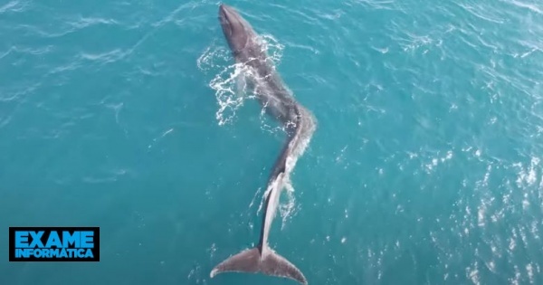 Baleia com escoliose filmada a nadar em Espanha