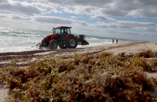 Bolha de algas marinhas com o dobro da largura dos EUA se dirige à Flórida