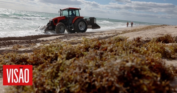 Massa de algas com duas vezes a largura dos EUA a caminho da Florida