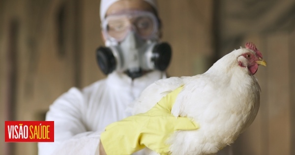 Por precaução, farmacêuticas estão a preparar vacinas contra a gripe das aves