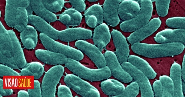 Infeções por bactéria “devoradora de carne” podem aumentar devido às alterações climáticas, afirma novo estudo