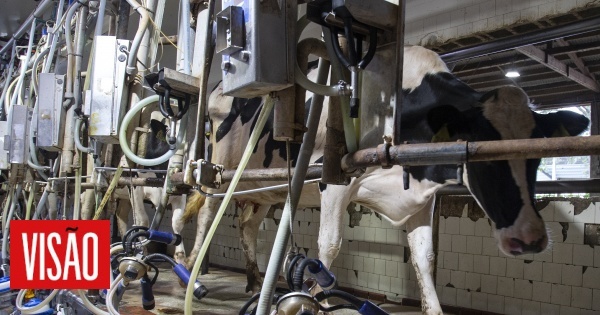 Sicht |  Der Anstieg der Milchpreise spiegelt eine „brutale Erhöhung“ der Produktionskosten wider.