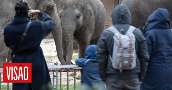 Elefantes gostam de visitas no jardim zoológico, diz novo estudo