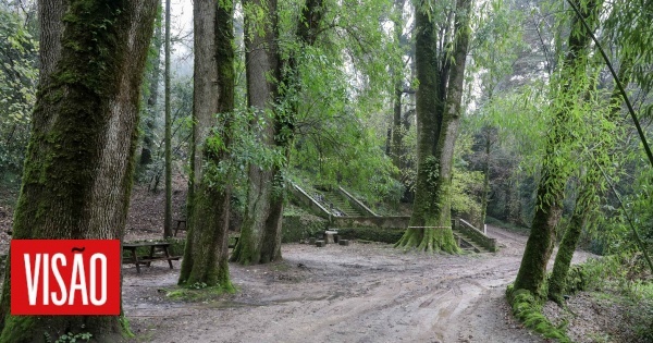 Mata Nacional do Bussaco recebe Festival de Artes para Crianças em junho
