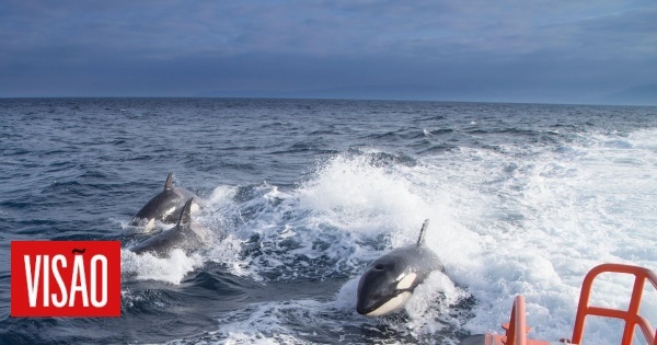 Mais de 200 interações entre orcas e barcos em 2022 na costa atlântica ibérica