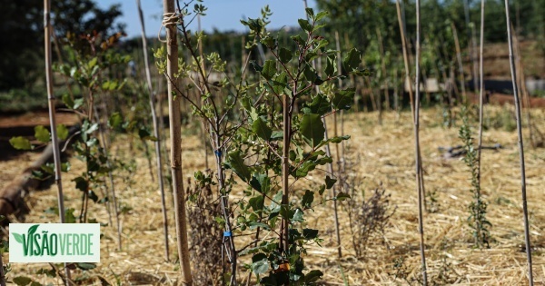 El primer bosque de Miyawaki del Algarve podría ayudar a combatir la sequía