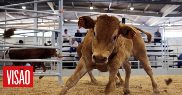Criadores do Baixo Alentejo sem comida para gado bovino devido à seca, desfazem-se dos animais
