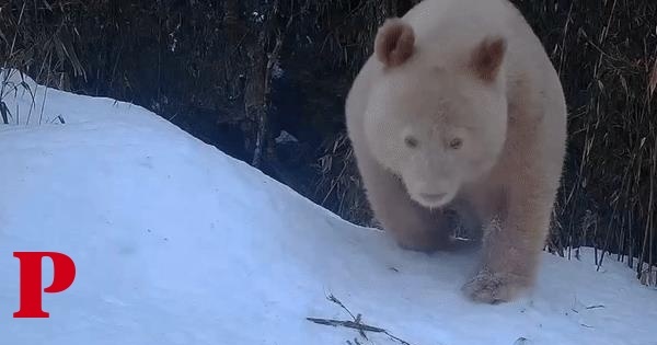 O único panda albino conhecido no mundo voltou a aparecer — e há imagens