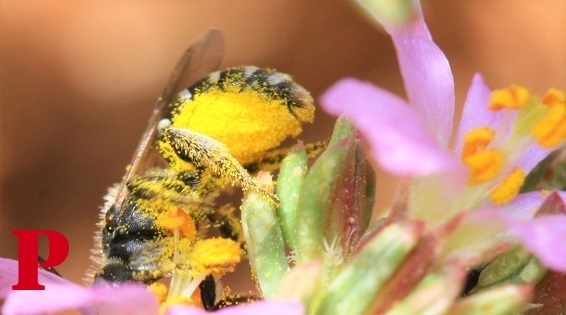 Descoberta uma nova espécie de abelha em Portugal