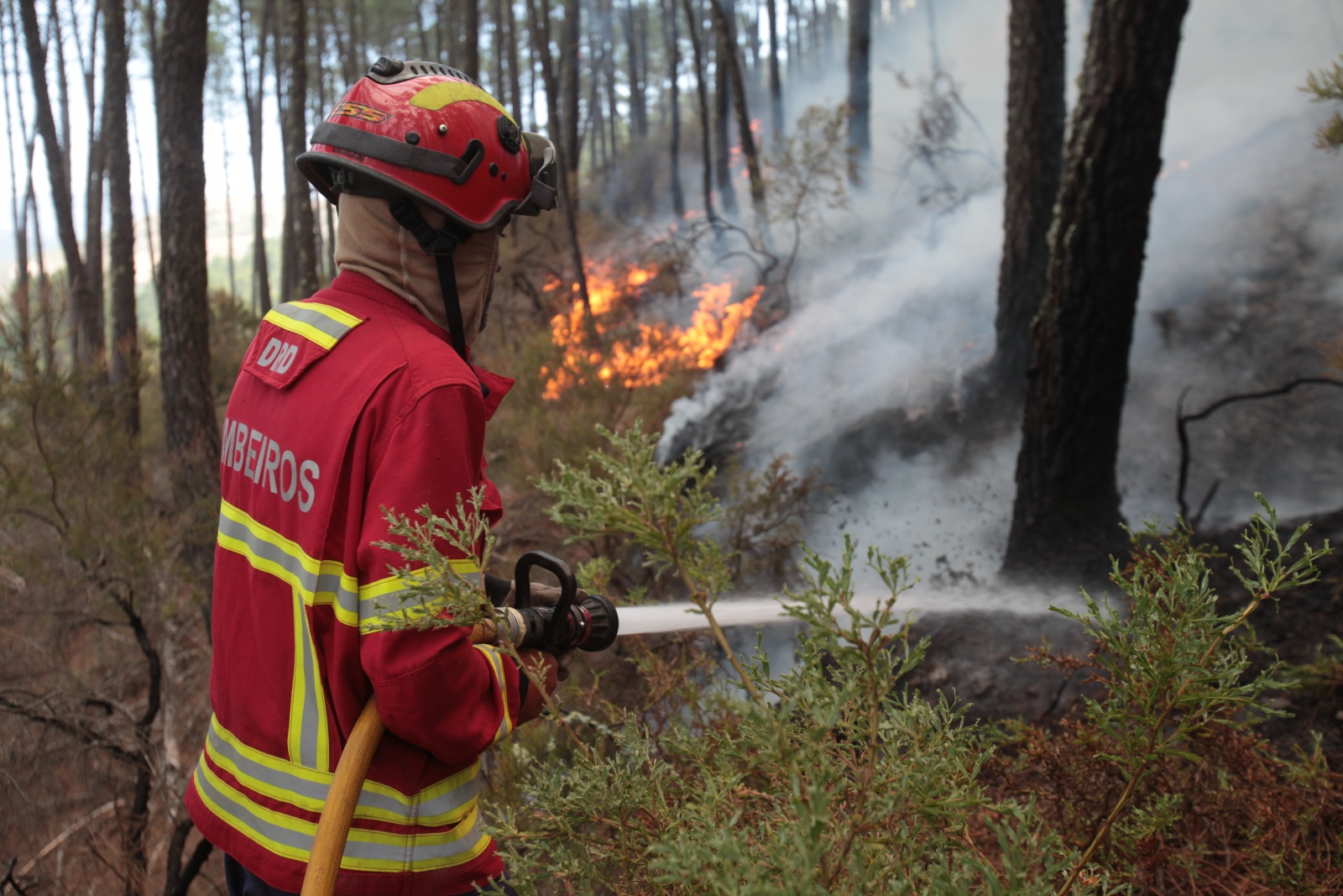 Visão Vinte E Um Concelhos De Cinco Distritos Em Perigo Máximo De Incêndio 4409