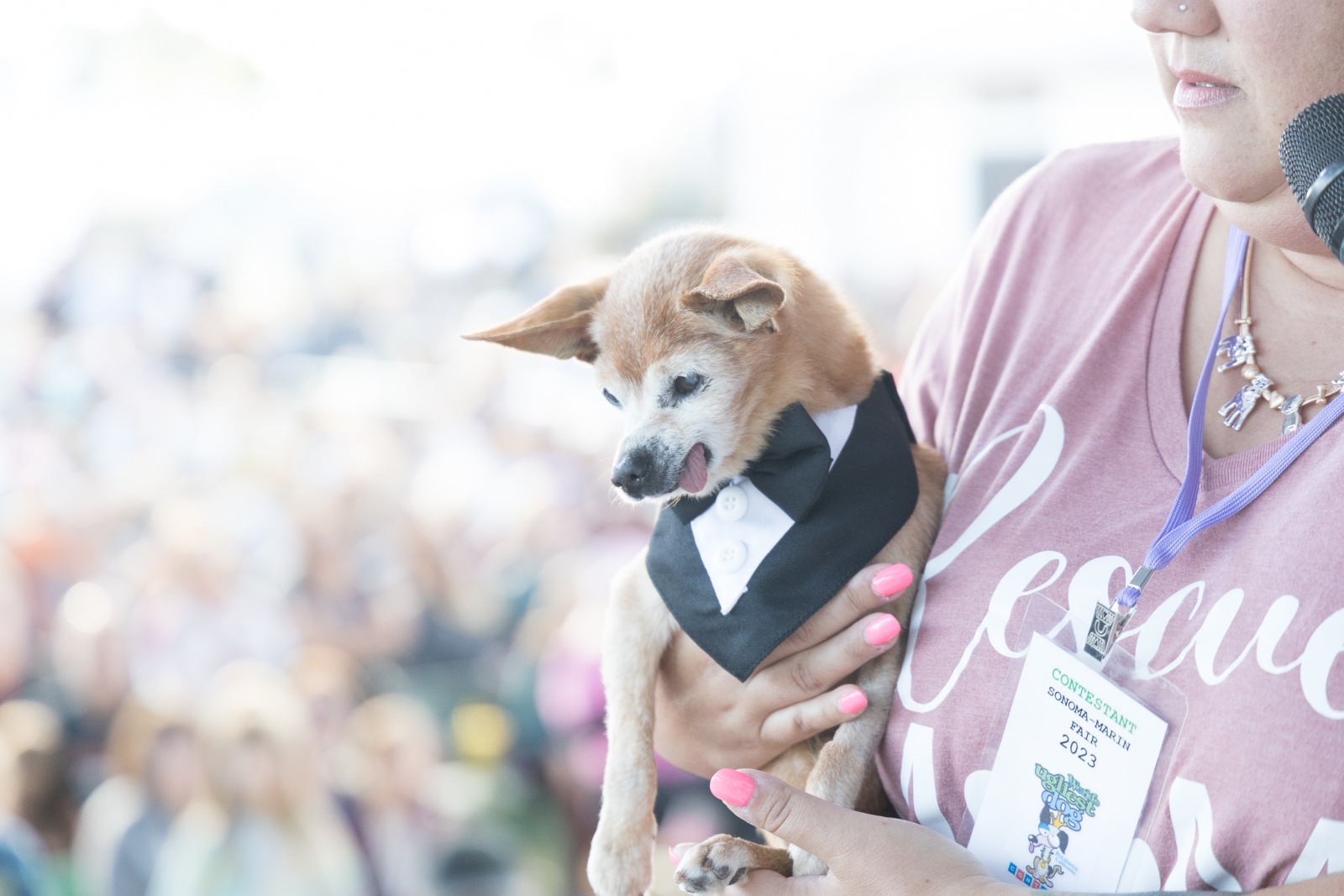 Scooter, cão de crista chinês, ganha concurso de cachorro mais feio do  mundo - Jornal Joca