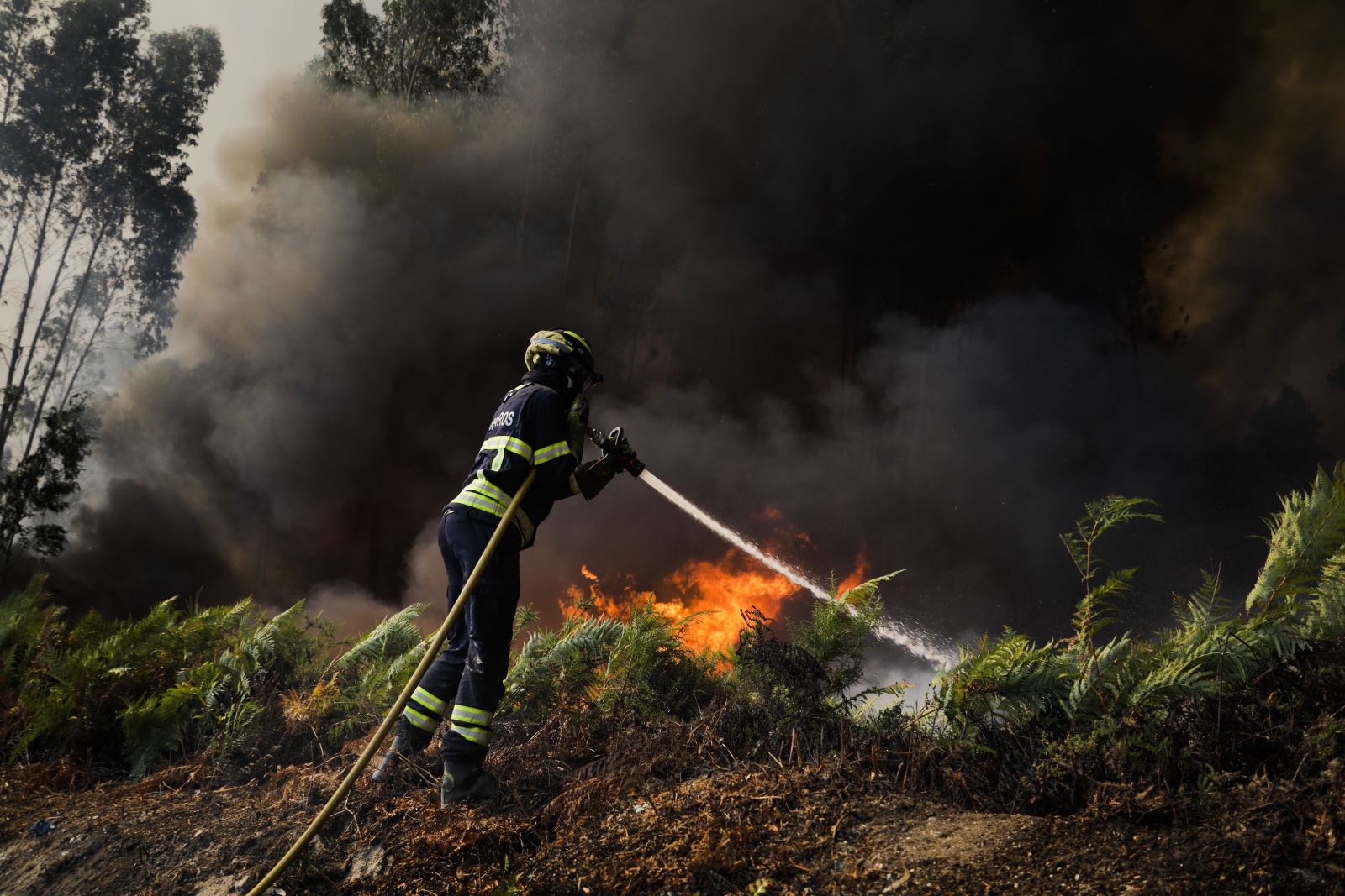 Incendio -  New Zealand