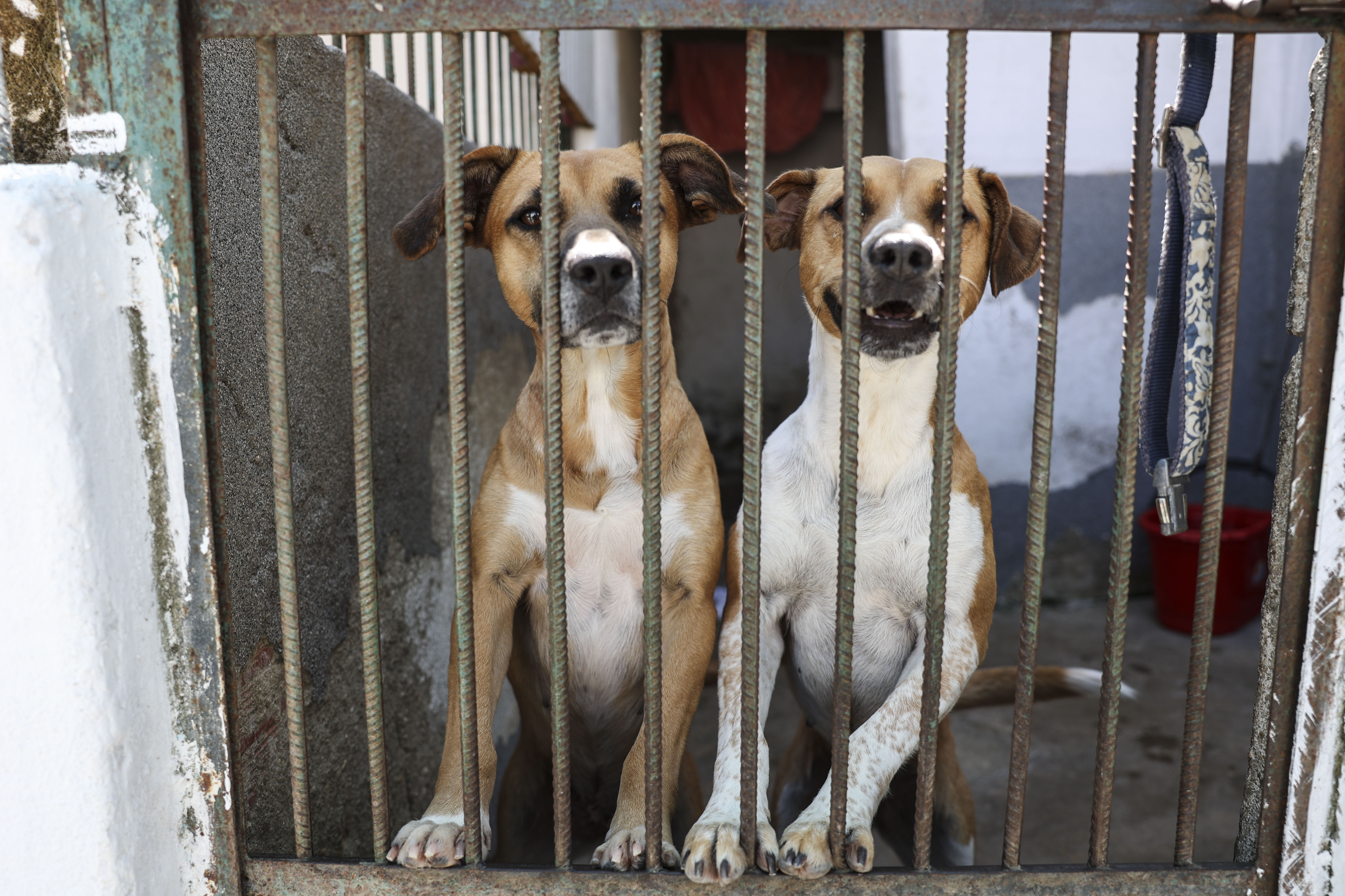 7 vídeos de animais super fofinhos para alegrar sua semana!